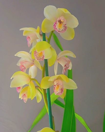 CYMBIDIUM 555