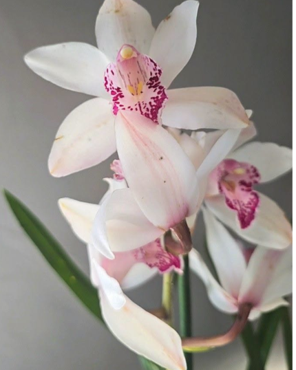 CYMBIDIUM 538- PICADO