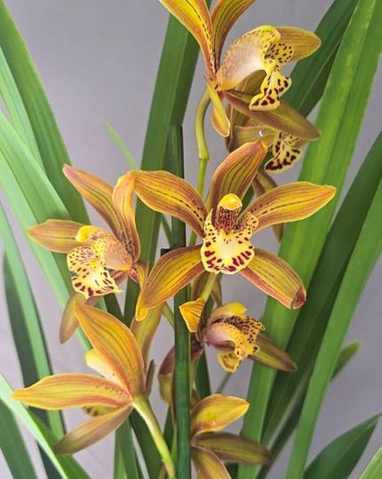 CYMBIDIUM 505