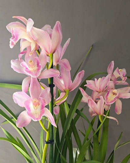 CYMBIDIUM 524