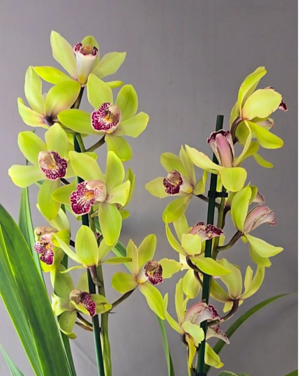 CYMBIDIUM 513 - 2H