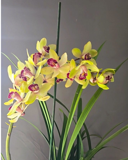 CYMBIDIUM 502