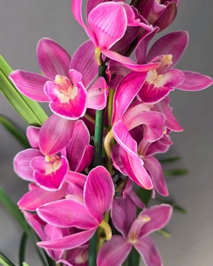CYMBIDIUM 507