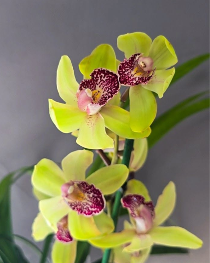 CYMBIDIUM 509 - SUZY