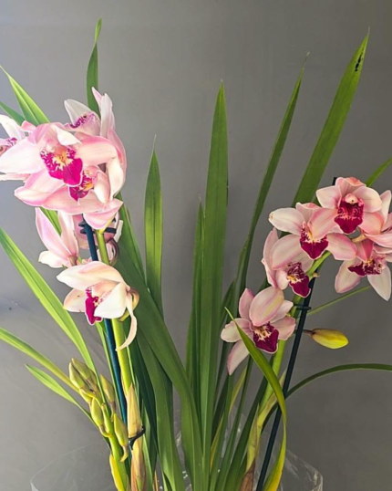 CYMBIDIUM ESPECIAL