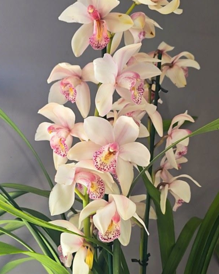 CYMBIDIUM 552 -VARIAS HASTES PERFUMADO