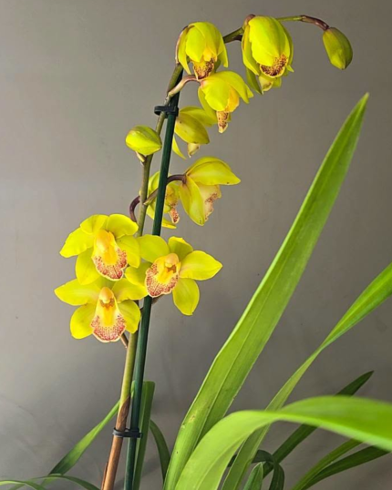 CYMBIDIUM PERFUMADO VERDINHO