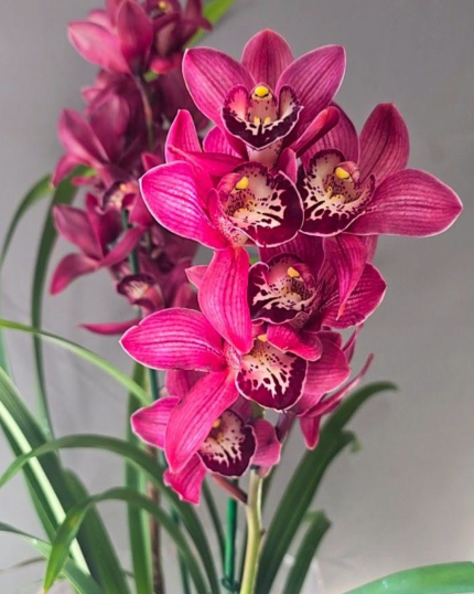 CYMBIDIUM 514