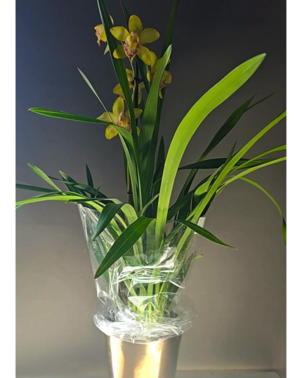 CYMBIDIUM INTERIOR COM VASO PROPRIO