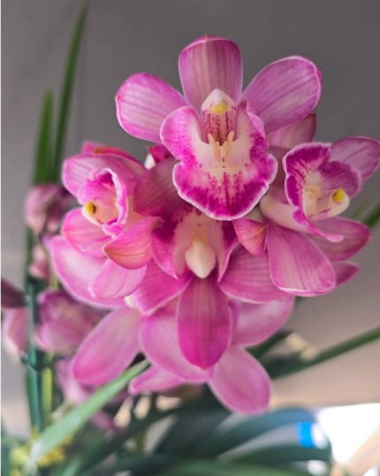 CYMBIDIUM 553