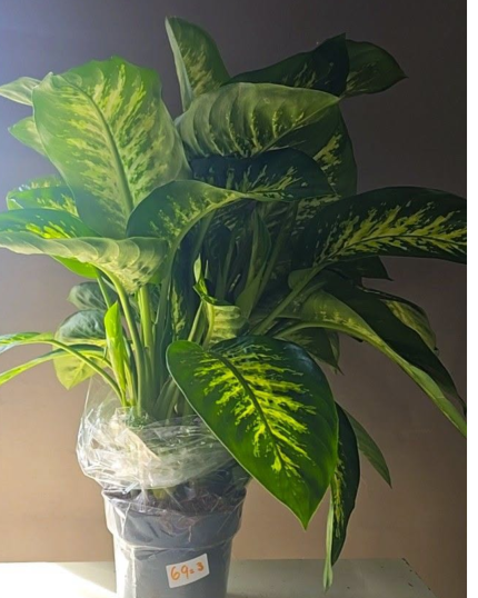 Dieffenbachia de 1metro