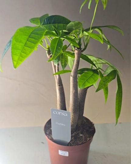 PACHIRA AQUATICA