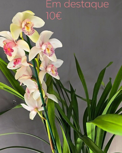 CYMBIDIUM 540