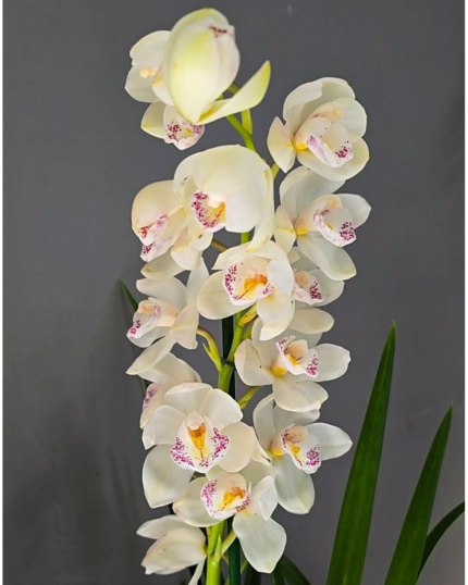 CYMBIDIUM 535