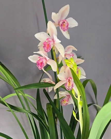 CYMBIDIUM 531