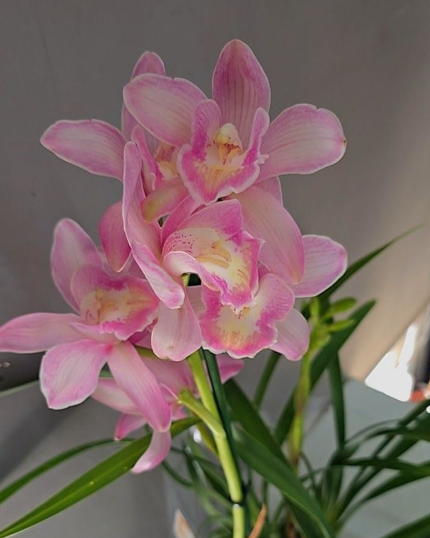 CYMBIDIUM 512 PERFUMADO