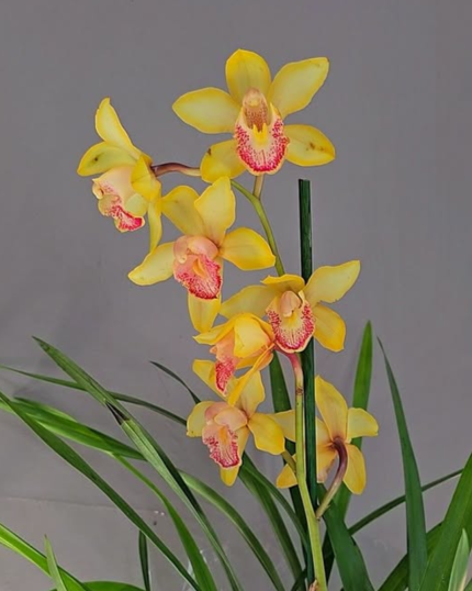 CYMBIDIUM 522 MUITO ABERTO