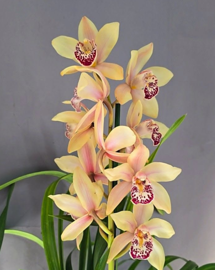 CYMBIDIUM PERFUMADO SELMA